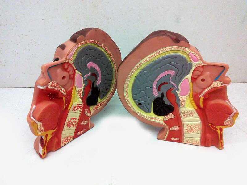 cabeza anatomica seccionada plastico 18x18x12 1u